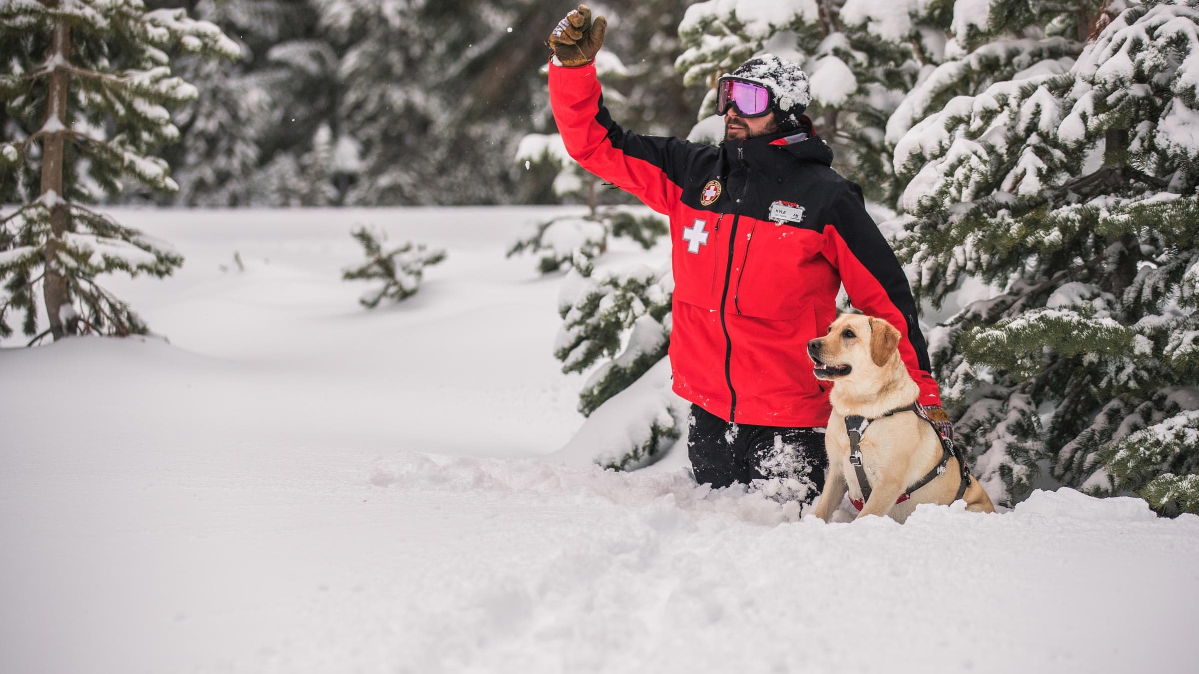 Avalanche Dog Luna